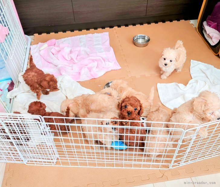 🐶子犬たちの様子🐶｜間中　美華(まなか　みか)ブリーダー(茨城県・柴犬など・JKC/KCJ(日本社会福祉愛犬協会)登録)の紹介写真6