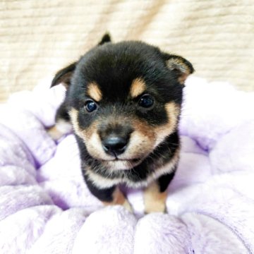 柴犬(豆柴)【茨城県・女の子・2025年6月7日・黒】の写真「くりくりのお目々が可愛い元気な女の子です♡」