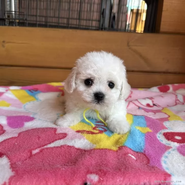 ID:2501-00359の子犬