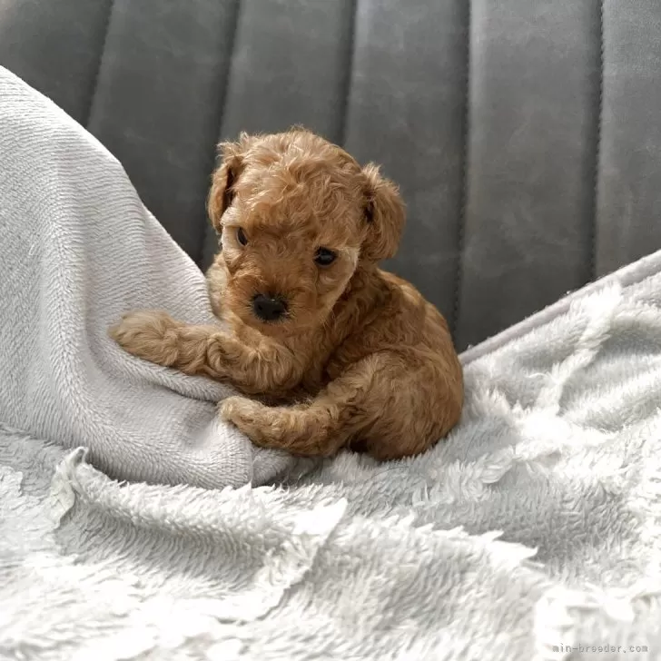 ティーカッププードル【愛知県・女の子・2025年9月23日・アプリコット】の写真1