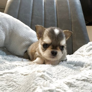 チワワ(ロング)【愛知県・男の子・2025年9月24日・セーブル&ホワイト】の写真「可愛い子です。」