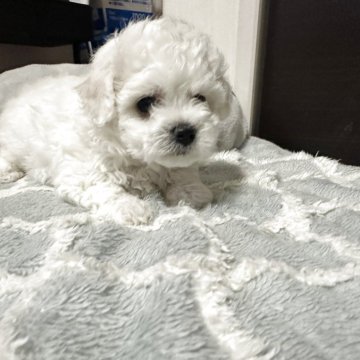 ビションフリーゼ【愛知県・男の子・2025年9月11日・ホワイト】の写真「可愛い子です。」