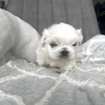 ペキニーズ【愛知県・女の子・2025年9月29日・ホワイト】の写真「可愛い子です。」