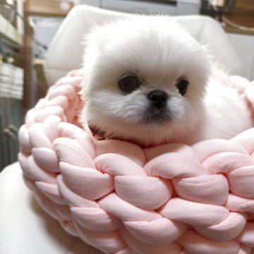 ペキニーズ【愛知県・女の子・2025年9月29日・ホワイト】の写真「可愛い子です。」