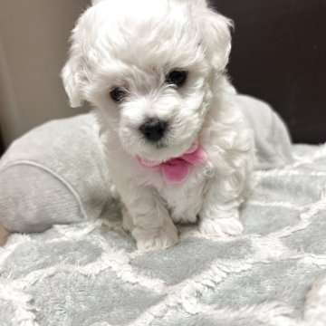 ビションフリーゼ【愛知県・女の子・2025年9月11日・ホワイト】の写真「可愛い子です。」