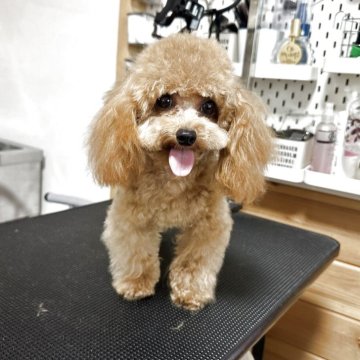 ティーカッププードル【愛知県・男の子・2024年8月29日・レッド】の写真「とっても可愛い子です。」