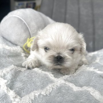 ペキニーズ【愛知県・男の子・2025年9月29日・クリーム】の写真「可愛い子です。」