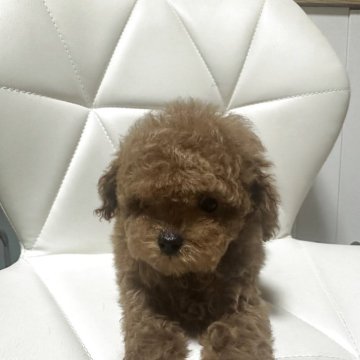 トイプードル(ティーカップ)【愛知県・男の子・2025年2月12日・レッド】の写真「可愛い子です。」