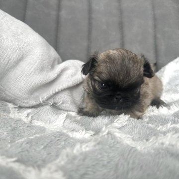 ペキニーズ【愛知県・男の子・2025年9月29日・フォーン】の写真「可愛い子です。」