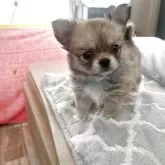 チワワ(ロング)