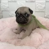 パグ
