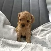 ティーカッププードル【愛知県・女の子・2025年9月23日・アプリコット】の写真2