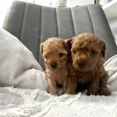 ティーカッププードル【愛知県・女の子・2025年9月23日・アプリコット】の写真3