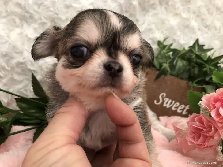 ID：2102-02912の子犬