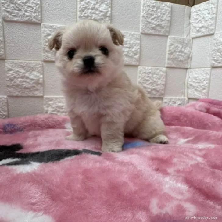 ID:2311-04283の子犬