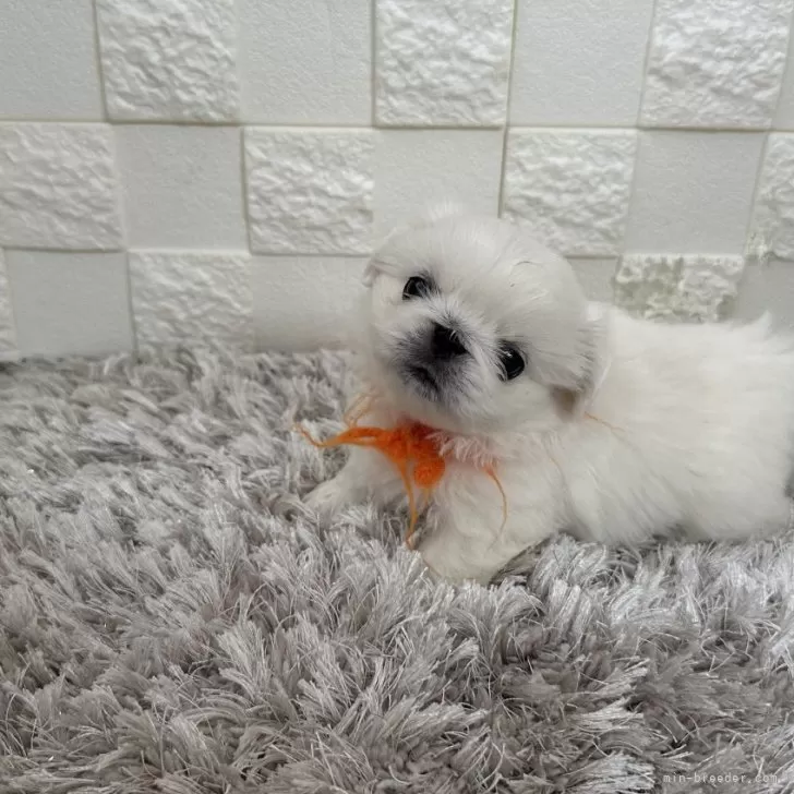 ID:2410-00266の子犬