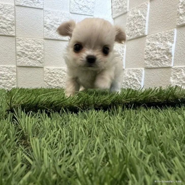 ID：2310-06440の子犬