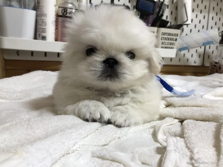 ID:2106-02533の子犬