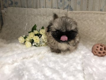 ペキニーズ【愛知県・男の子・2022年1月5日・フォーン】の写真「可愛い子です」