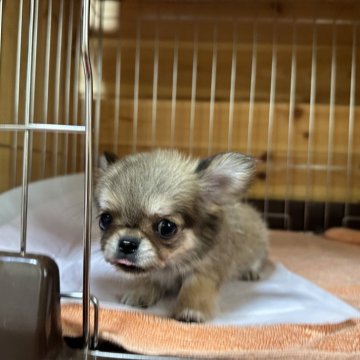 チワワ(ロング)【愛知県・男の子・2024年5月17日・フォーン】の写真「可愛い子です。」