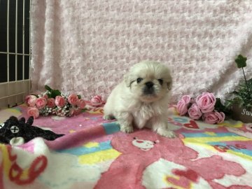 ペキニーズ【愛知県・女の子・2020年6月15日・ホワイト】の写真「ふわふわ可愛い女の子です」