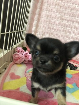 チワワ(ロング)【愛知県・男の子・2020年6月8日・ブラックタン】の写真「お顔の潰れた可愛い子です。」