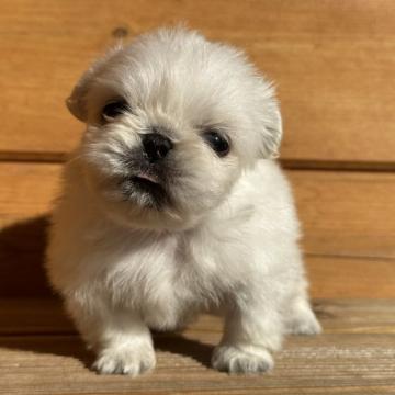 ペキニーズ【愛知県・女の子・2022年11月4日・ホワイト】の写真「可愛い子です」