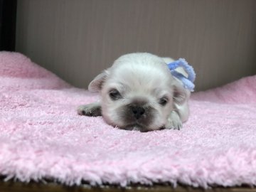 ペキニーズ【愛知県・男の子・2021年9月13日・ホワイト】の写真「ふわふわのぬいぐるみみたいです。」