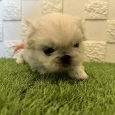 ペキニーズ【愛知県・女の子・2023年9月30日・ホワイト】の写真1