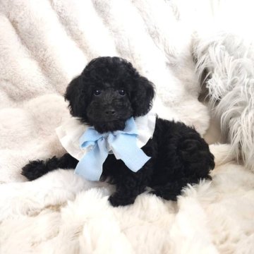 トイプードル(トイ)【長崎県・男の子・2025年7月29日・ブラック】の写真「おとなしめな男の子🐩
欠点はありません😊」