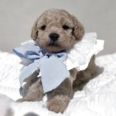 トイプードル(タイニー)