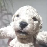 タイニープードル