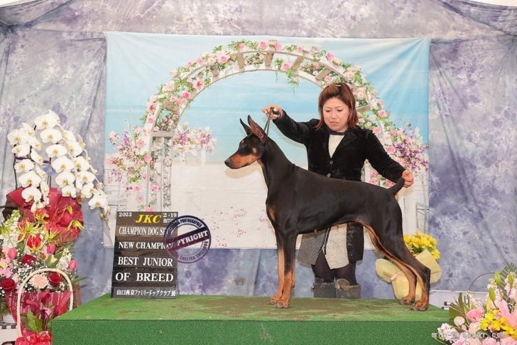 輿石　有里(こしいし　ゆり)ブリーダー(山梨県・ドーベルマン・JKC登録)の紹介写真1