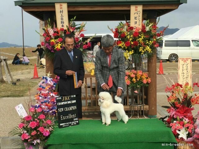 JKC.CH ザ ブラック シャトー jp ナイト ホーク｜田中　実(たなか　みのる)ブリーダー(兵庫県・シベリアンハスキーなど・JKC登録)の紹介写真4