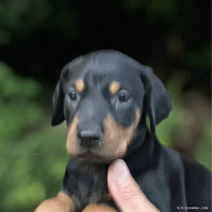 C.H 様のお迎えした子犬