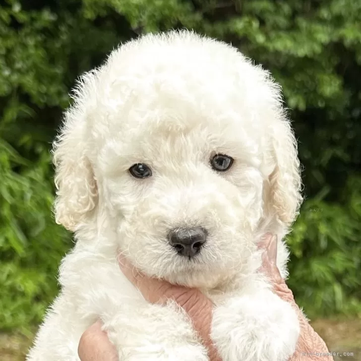 ID：2506-02904の子犬