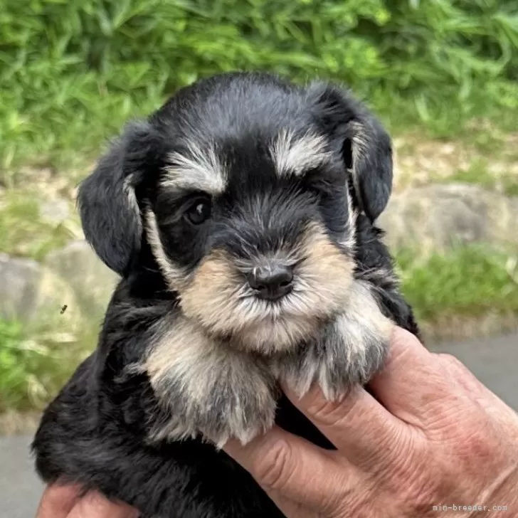 ID：2507-00505の子犬
