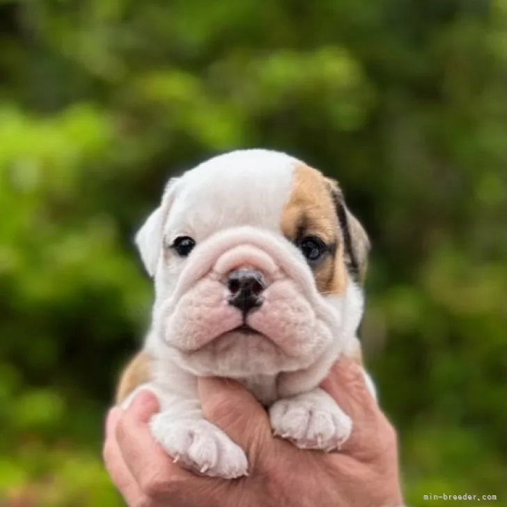 ID：2304-03491の子犬