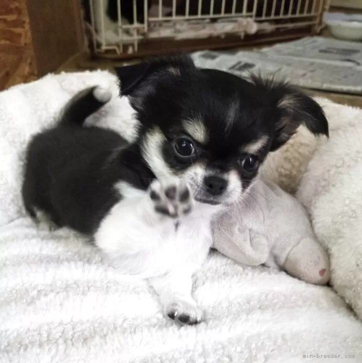 チワワ(ロング)【滋賀県・男の子・2025年10月13日・ブラックタン&amp;ホワイト】の写真1