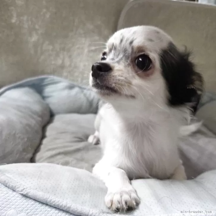 M.Y 様のお迎えした子犬