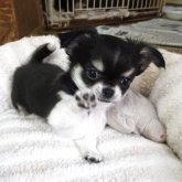 チワワ(ロング)