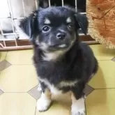 チワワ(ロング)