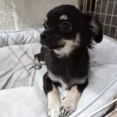 チワワ(ロング)