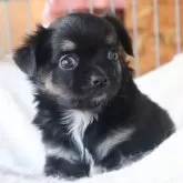 チワワ(ロング)
