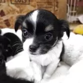 チワワ(ロング)