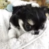 チワワ(ロング)【滋賀県・男の子・2025年10月13日・ブラックタン&ホワイト】の写真2