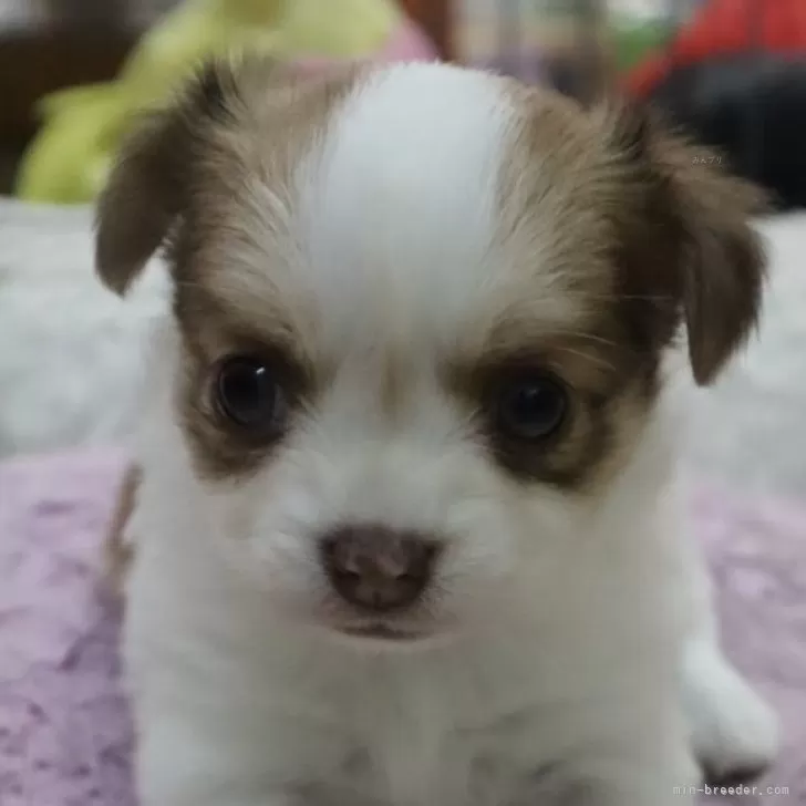 Sakura_maturika 様のお迎えした子犬