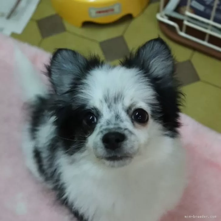 Y.A 様のお迎えした子犬