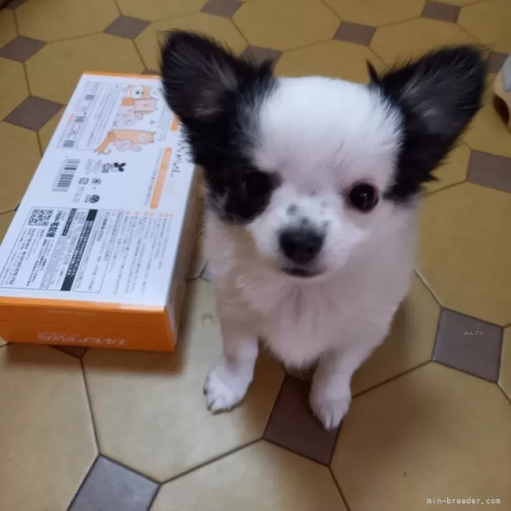 ID：2401-00690の子犬