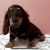 ミニチュアダックスフンド(ロング)【鹿児島県・男の子・2025年8月25日・ブラック&タン】の写真11